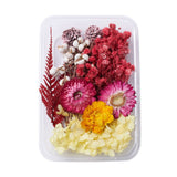 Mixed Colourful Dried Flowers