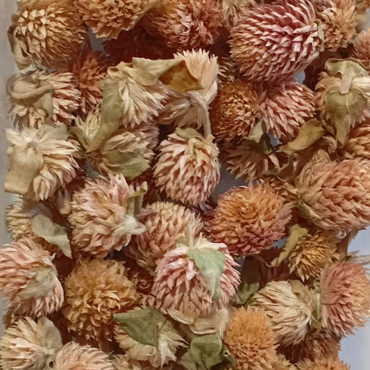 SALE! Preserved Dried Camellia Flowers